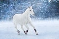 White horse run in snow Royalty Free Stock Photo