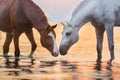 White horse in water Royalty Free Stock Photo