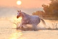 White horse in water Royalty Free Stock Photo