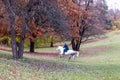 The white horse runing in the forest whith man on back. Betuful outumn landscape. Uman, Ukraine. The most beautiful plase in Royalty Free Stock Photo