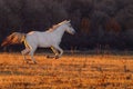 White horse runnig Royalty Free Stock Photo