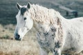 White Horse running Animal pasture grazing field landscape Royalty Free Stock Photo