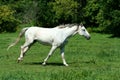 White horse running in a green field Royalty Free Stock Photo