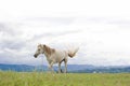 White horse running on green field. Royalty Free Stock Photo