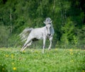 White horse running on the pasture in summer Royalty Free Stock Photo