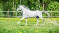 White horse running on the pasture in summer Royalty Free Stock Photo