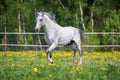 White horse running on the pasture in summer Royalty Free Stock Photo