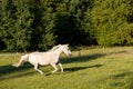 White horse running in spring pasture meadow