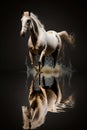 White horse running on water on a dark background. Royalty Free Stock Photo