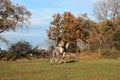 A white horse running through a woodland.