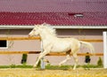 White horse runs in the paddock Royalty Free Stock Photo