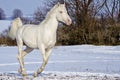 White horse runs in the snow field Royalty Free Stock Photo