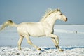 White horse runs in the snow field Royalty Free Stock Photo