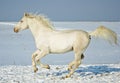 White horse runs in the snow field