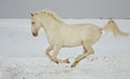 White horse runs in the snow field Royalty Free Stock Photo