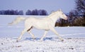 White horse runs in the snow field on the background of evening sky Royalty Free Stock Photo