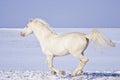White horse runs in the snow field Royalty Free Stock Photo