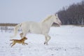 White horse runs in the snow field with a fun dog Royalty Free Stock Photo