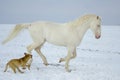 White horse runs in the snow field with a fun dog Royalty Free Stock Photo