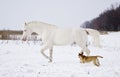 White horse runs in the snow field with a small dog Royalty Free Stock Photo