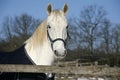 White horse's portrait in winter corral sunny day Royalty Free Stock Photo