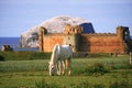 White horse in a scenic background
