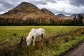 White Horse in the Scottish Highlands, Glencoe, Scotland UK