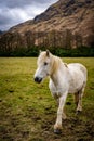 White Horse in the Scottish Highlands, Glencoe, Scotland UK