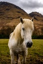 White Horse in the Scottish Highlands, Glencoe, Scotland UK