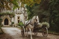 A white horse is seen pulling a carriage down a dirt road with trees and fields in the background, Charming old-fashioned horse
