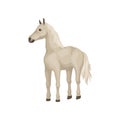 White horse with shiny eyes, flowing mane and long tail. Beautiful animal with hooves. Flat vector design Royalty Free Stock Photo