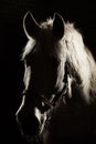 White horse silhouettes on black isolated background. Royalty Free Stock Photo