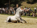 White Horse Sitting Dressage Royalty Free Stock Photo