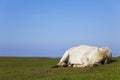 White Horse Sleeping In A Field Royalty Free Stock Photo