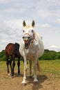 White horse smiling Royalty Free Stock Photo