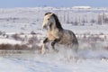 White horse in snow Royalty Free Stock Photo