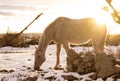 white horse in the snow eating grass