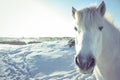 White horse in the snow looking in the camera Royalty Free Stock Photo