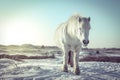 White horse in the snow Royalty Free Stock Photo