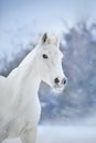 White horse in snow Royalty Free Stock Photo