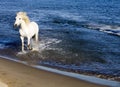 White Horse Splashing Royalty Free Stock Photo