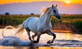 White Horse Splashing in Water at Dusk Royalty Free Stock Photo