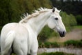 White horse sports in the green field Royalty Free Stock Photo