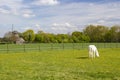 White horse on a spring pasture Royalty Free Stock Photo