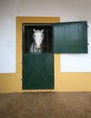 White horse in the stable Royalty Free Stock Photo