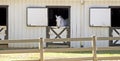 White Horse in Stable Royalty Free Stock Photo