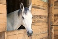 White horse in the stable box