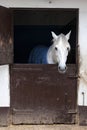 White horse in stable Royalty Free Stock Photo