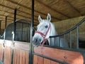 White horse in the stable looking at the camera Royalty Free Stock Photo