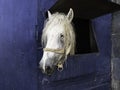 White horse in the stable. Horse in stable looking outside. Royalty Free Stock Photo